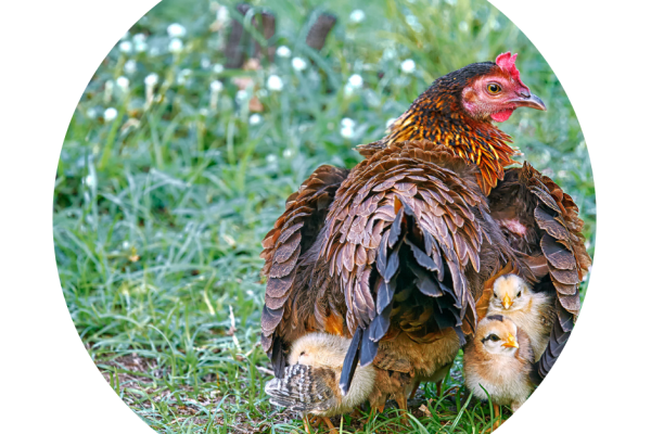 a rooster with chicks