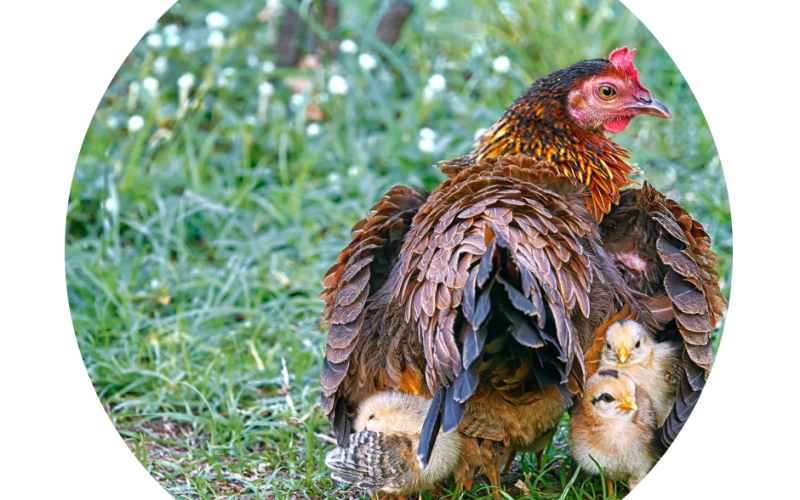 a rooster with chicks